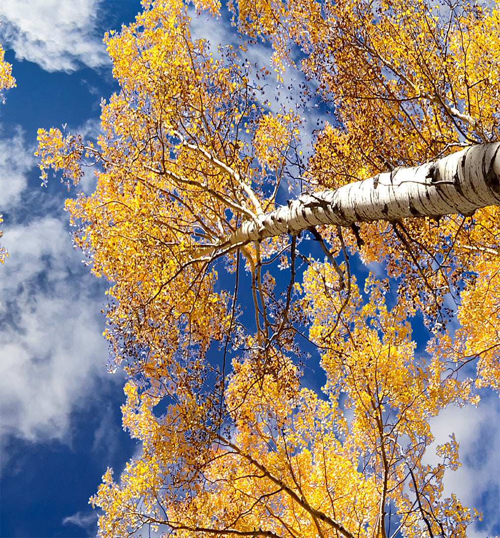 Disco de álamo temblón, n.° DS-54